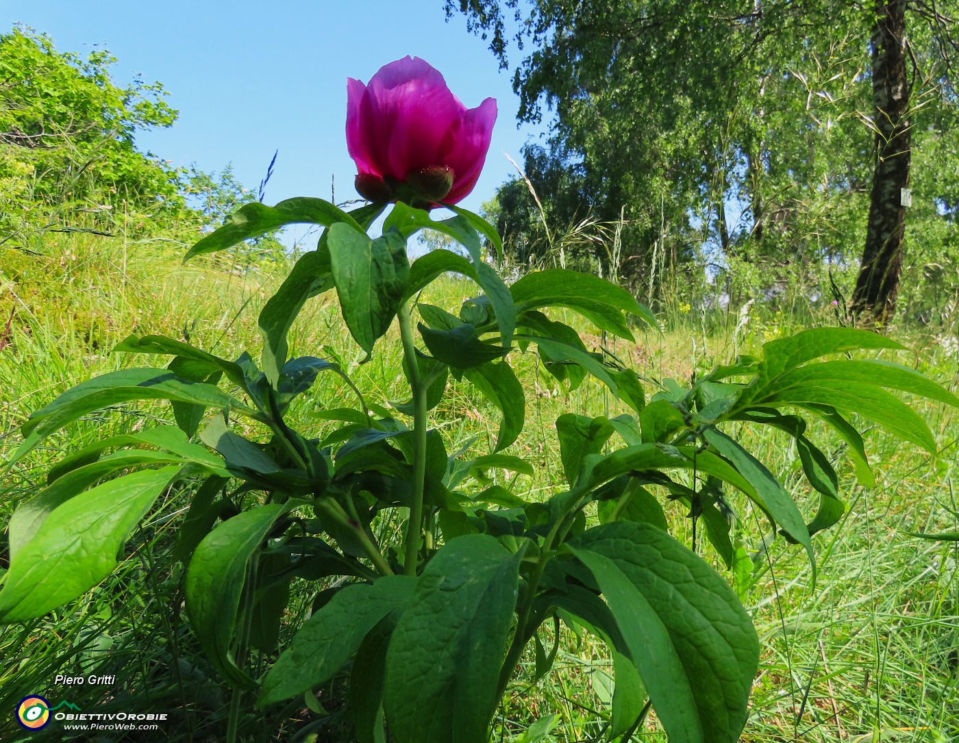 42 Paeonia officinalis- Peonia selvatica-Peonia dello Zucco.JPG